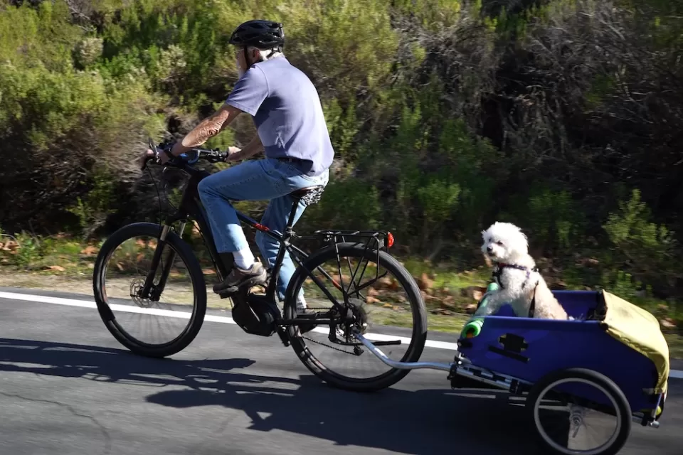 Older man riding e-bike with cargo trailer with small white fluffy dog looking at camera on paved bike trail.